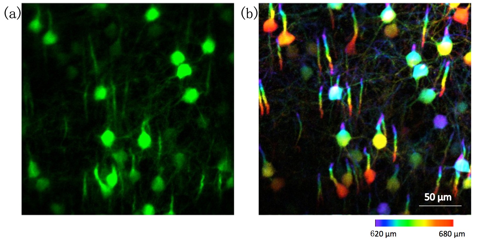 20180806王爱民-陈良怡联合课题组发明贝赛尔三光子显微脑成像技术,解析神经元网络四维时空动态.jpg 20180806王爱民-陈良怡联合课题组发明贝赛尔三光子显微脑成像技术,解析神经元网络四维时空动态.jpg